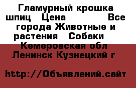 Гламурный крошка шпиц › Цена ­ 30 000 - Все города Животные и растения » Собаки   . Кемеровская обл.,Ленинск-Кузнецкий г.